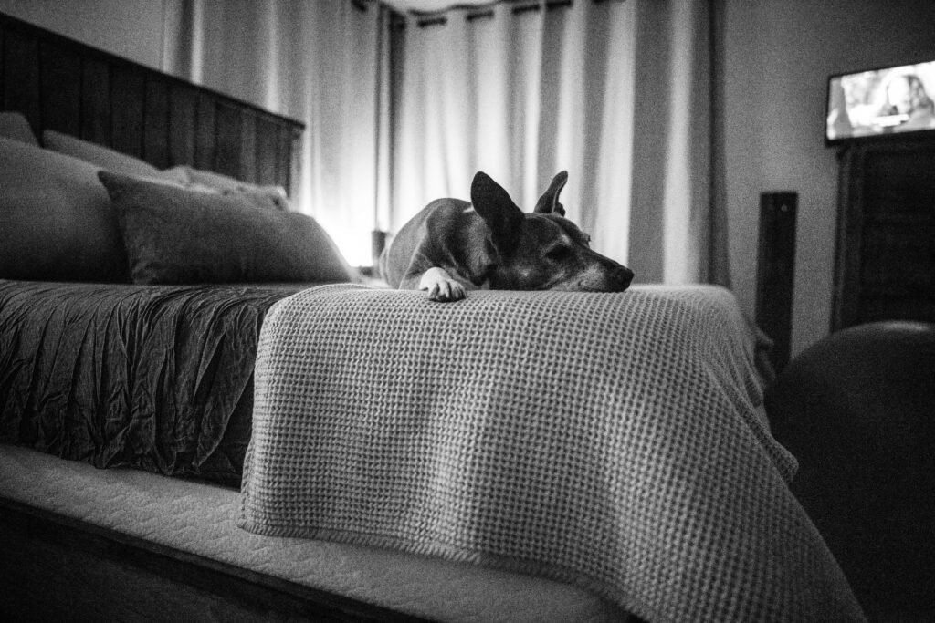 Dog laying on bed during home birth captured by birth photographer