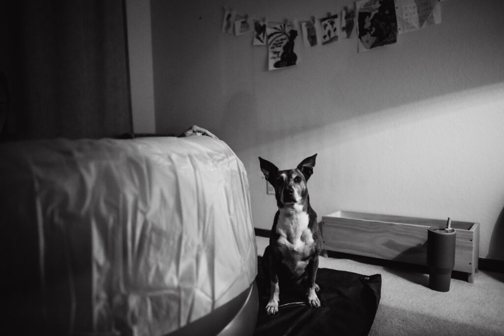 Doula dog sitting near birth pool and affirmations on the wall at home birth