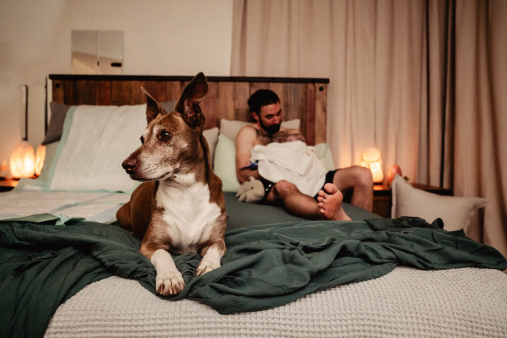 Doula dog watching over new baby and dad in bed